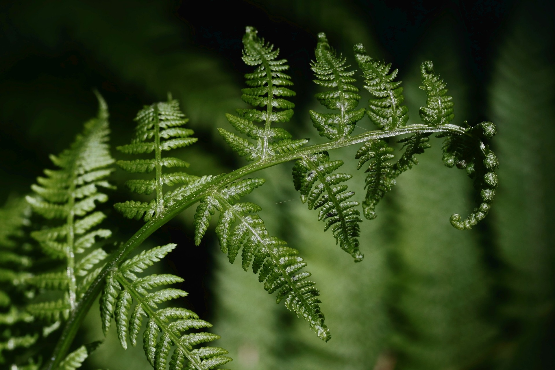 A Fern Plant